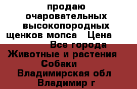 продаю очаровательных высокопородных щенков мопса › Цена ­ 20 000 - Все города Животные и растения » Собаки   . Владимирская обл.,Владимир г.
